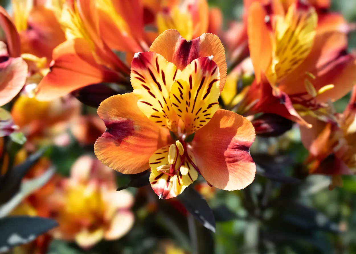 Peruvian Lily