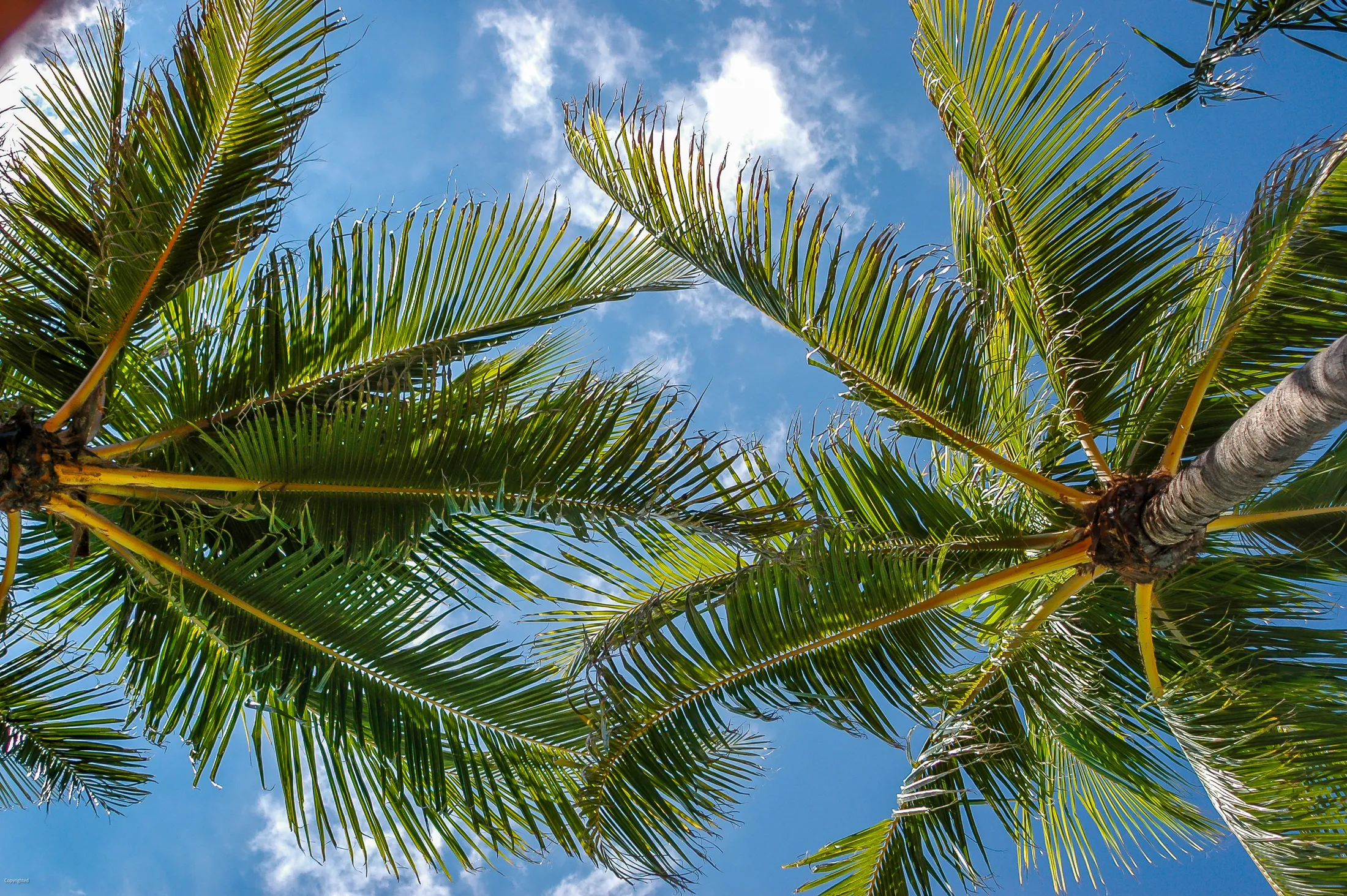Miami Palm Trees