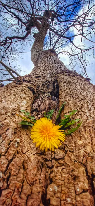 Flowers competition