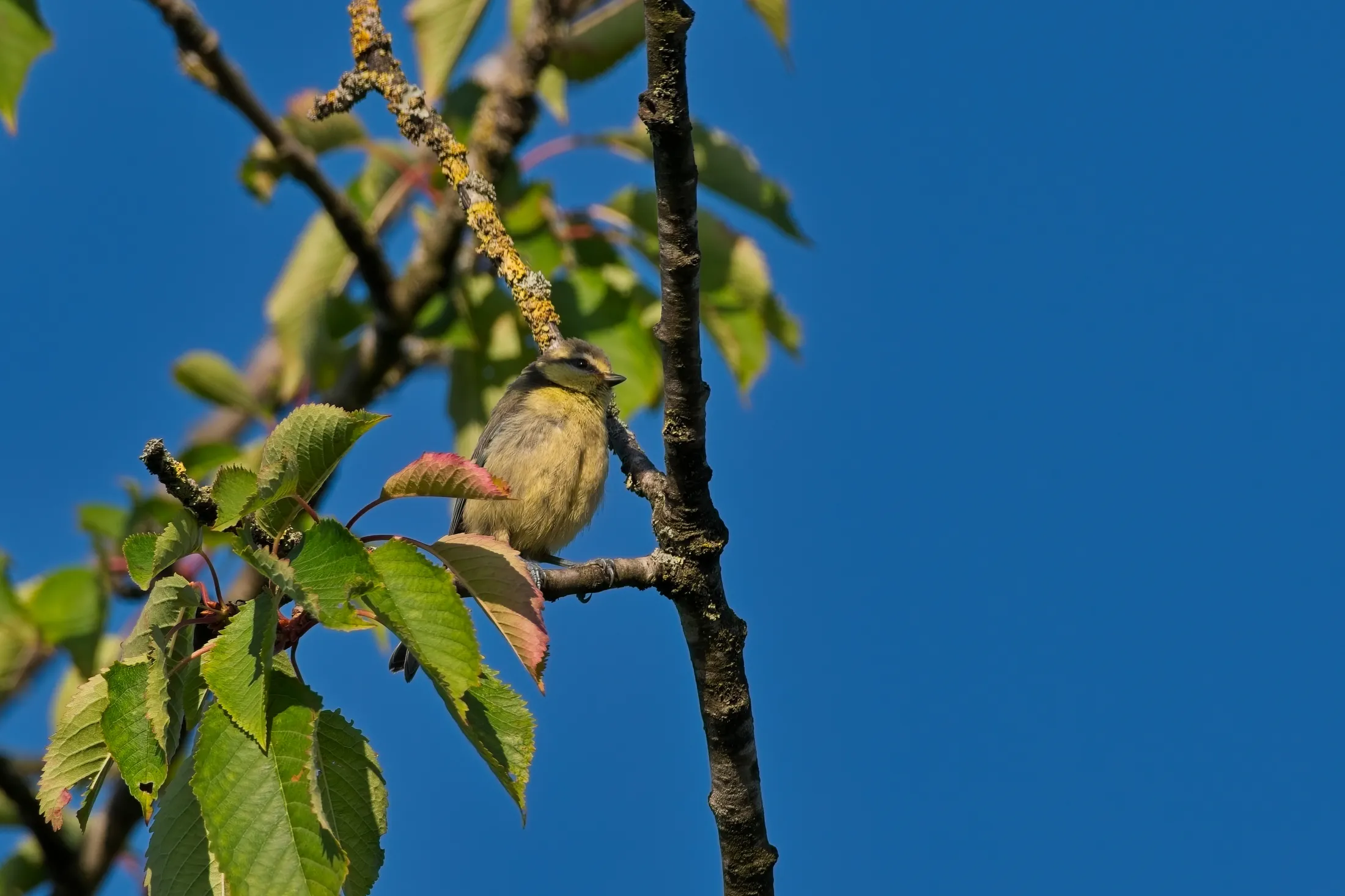 Blue Tit