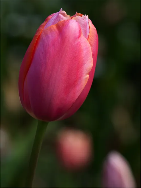 Pink Tulip