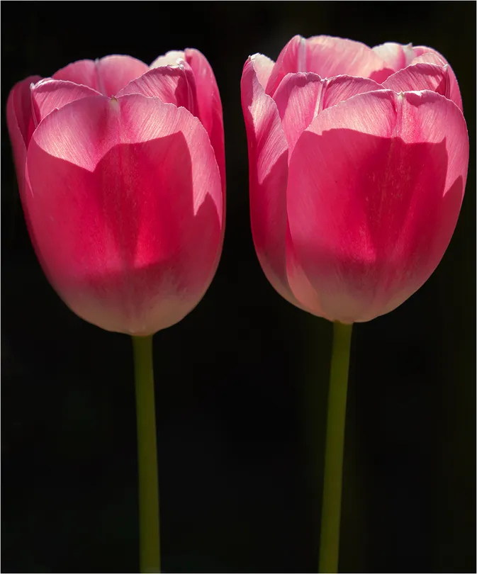 A Perfect Pair