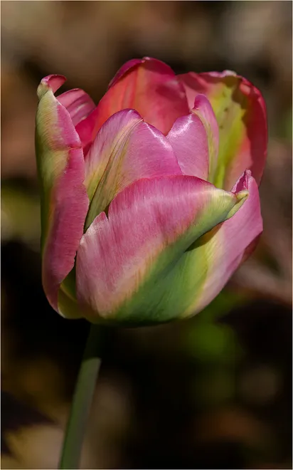 The Variegated One