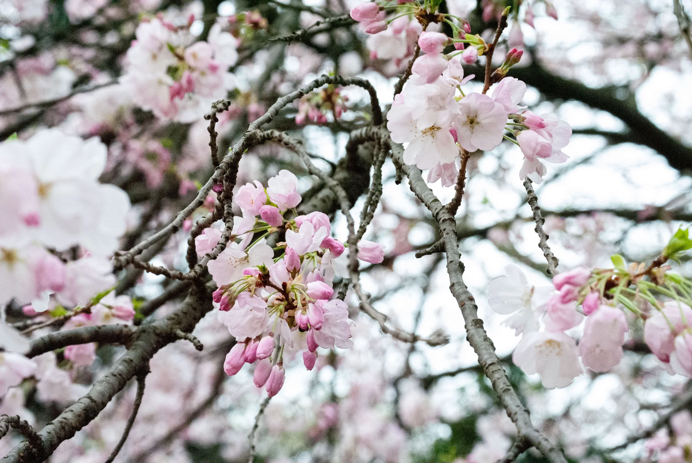 Beautiful  Cherry Blossoms