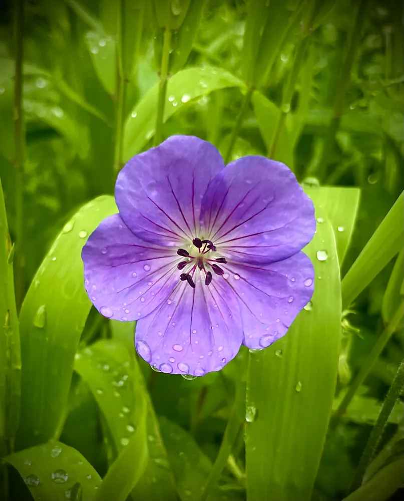 Morning dew
