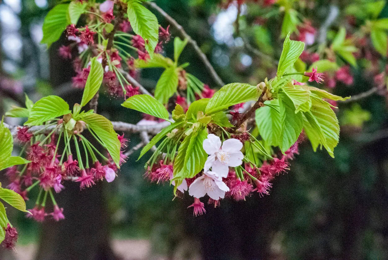 Beautiful Blossoms