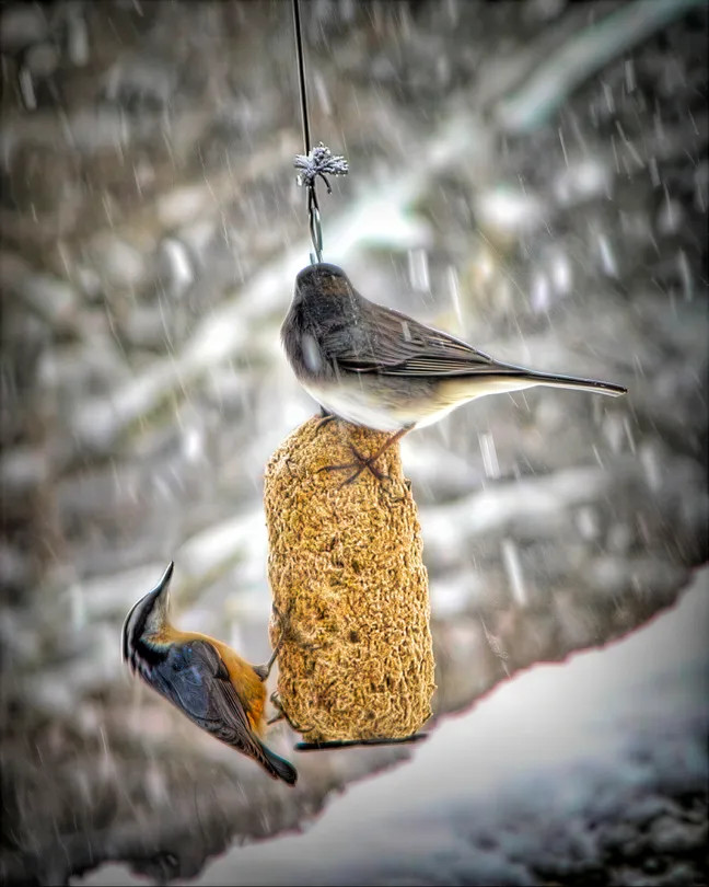 Nuthatch and Junco
