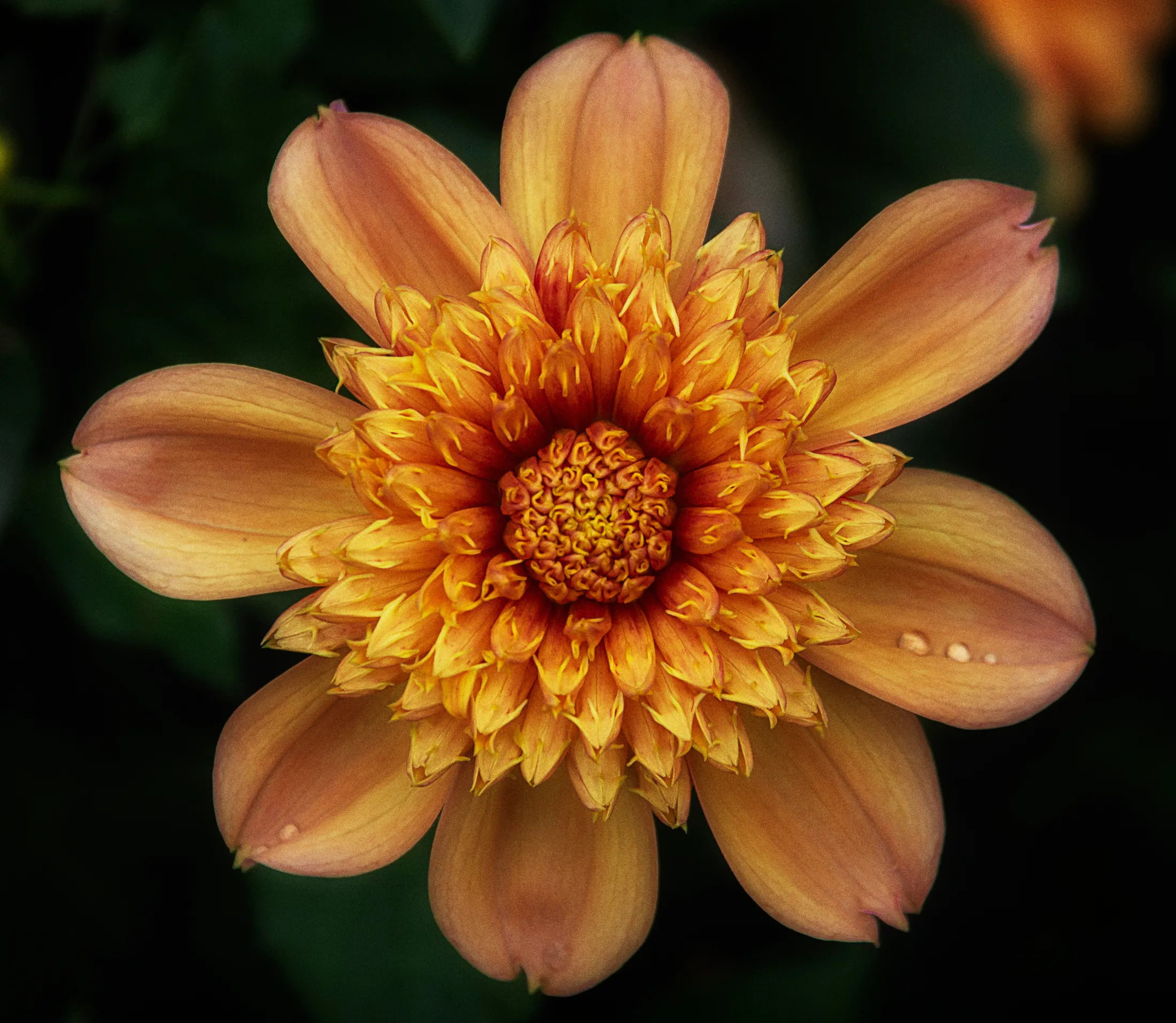 Dahlia pinnata