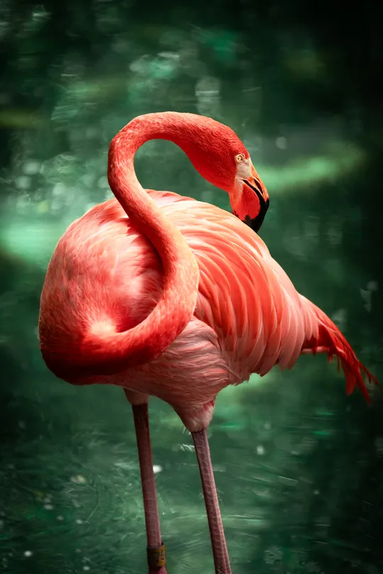 Pink Flamingo showing off his curves in Florida