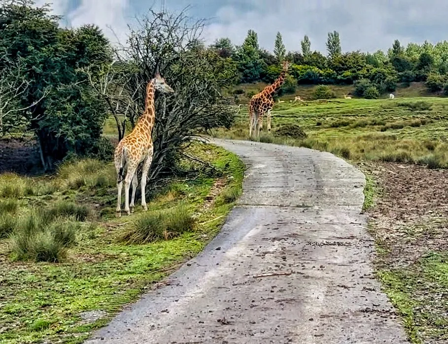 Zebra crossing…. !  Oops Giraffe