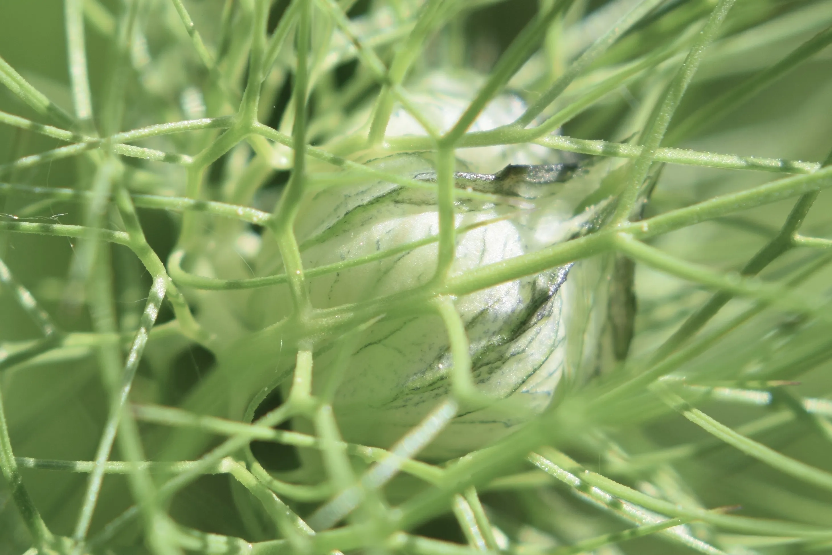 Nigella bud