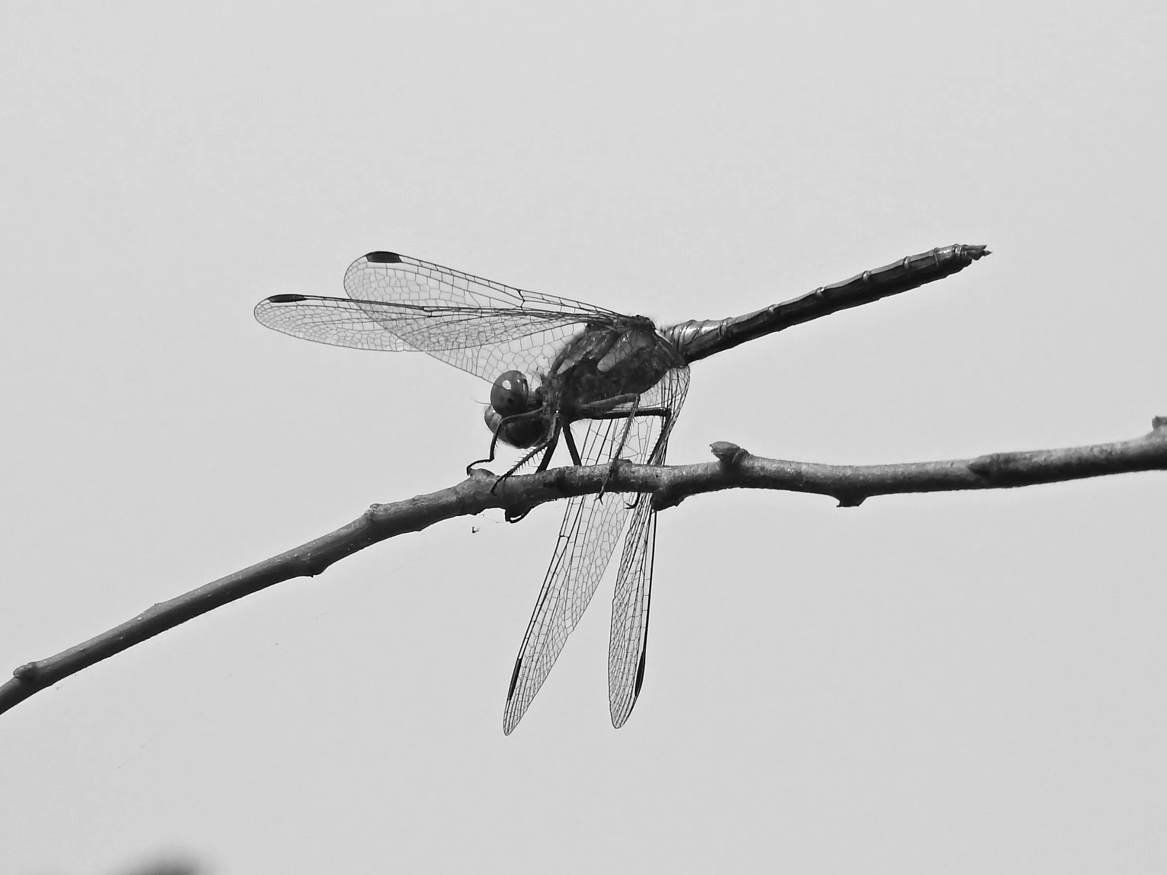 dragonfly