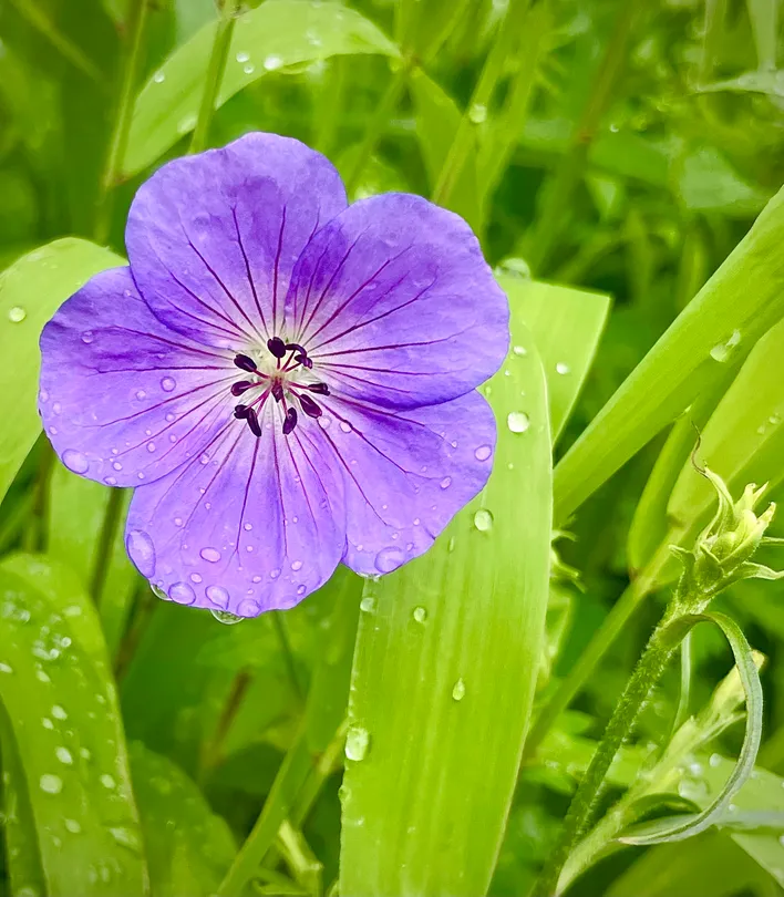 Flower Power