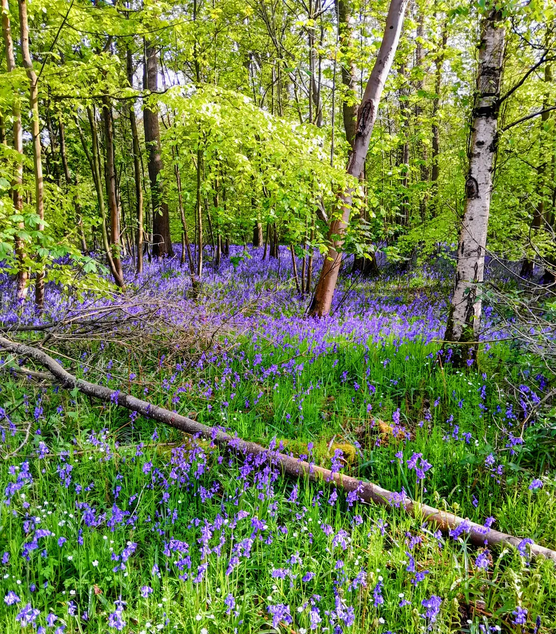 Carpet of Bluebells