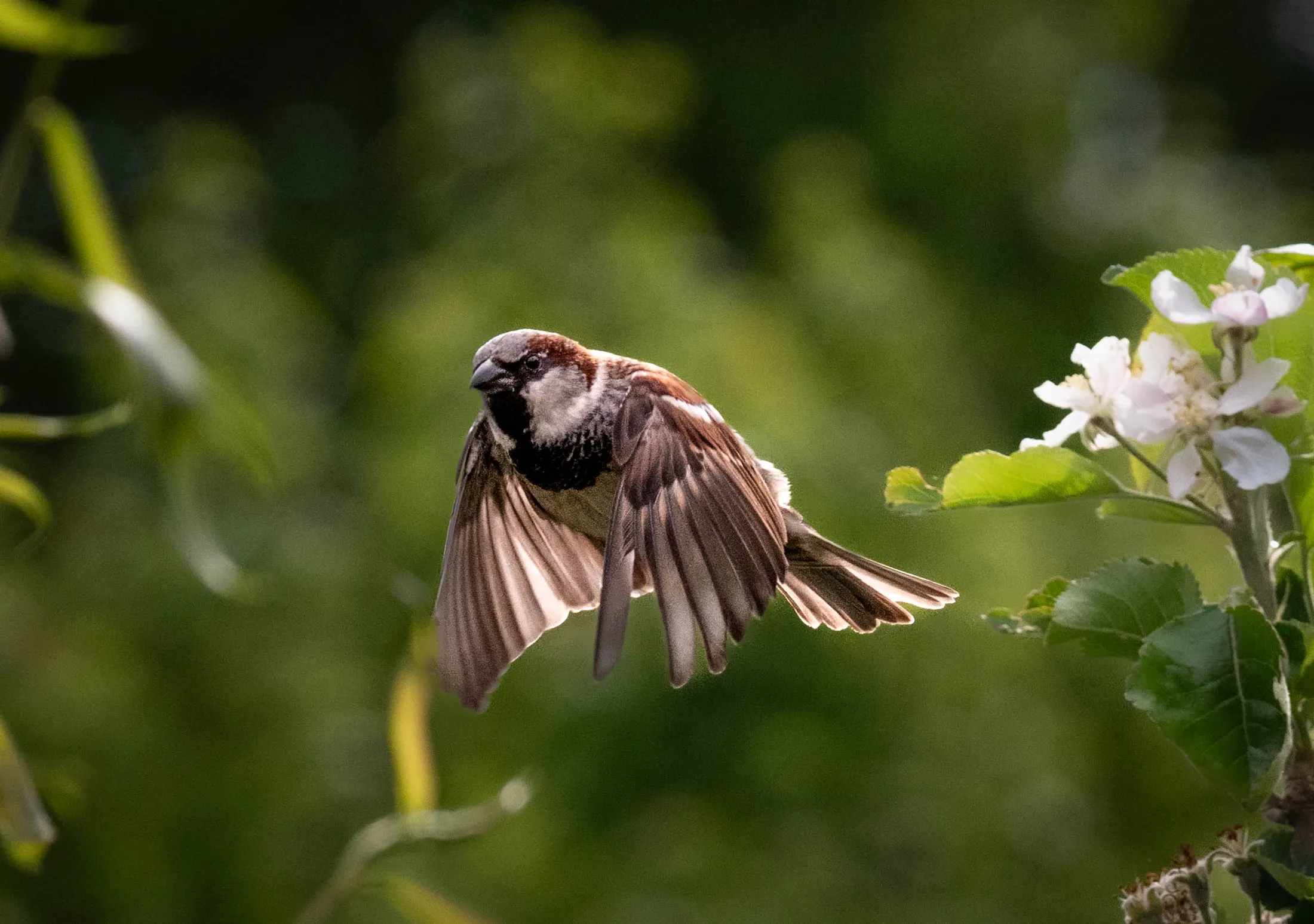 Spring in Flight