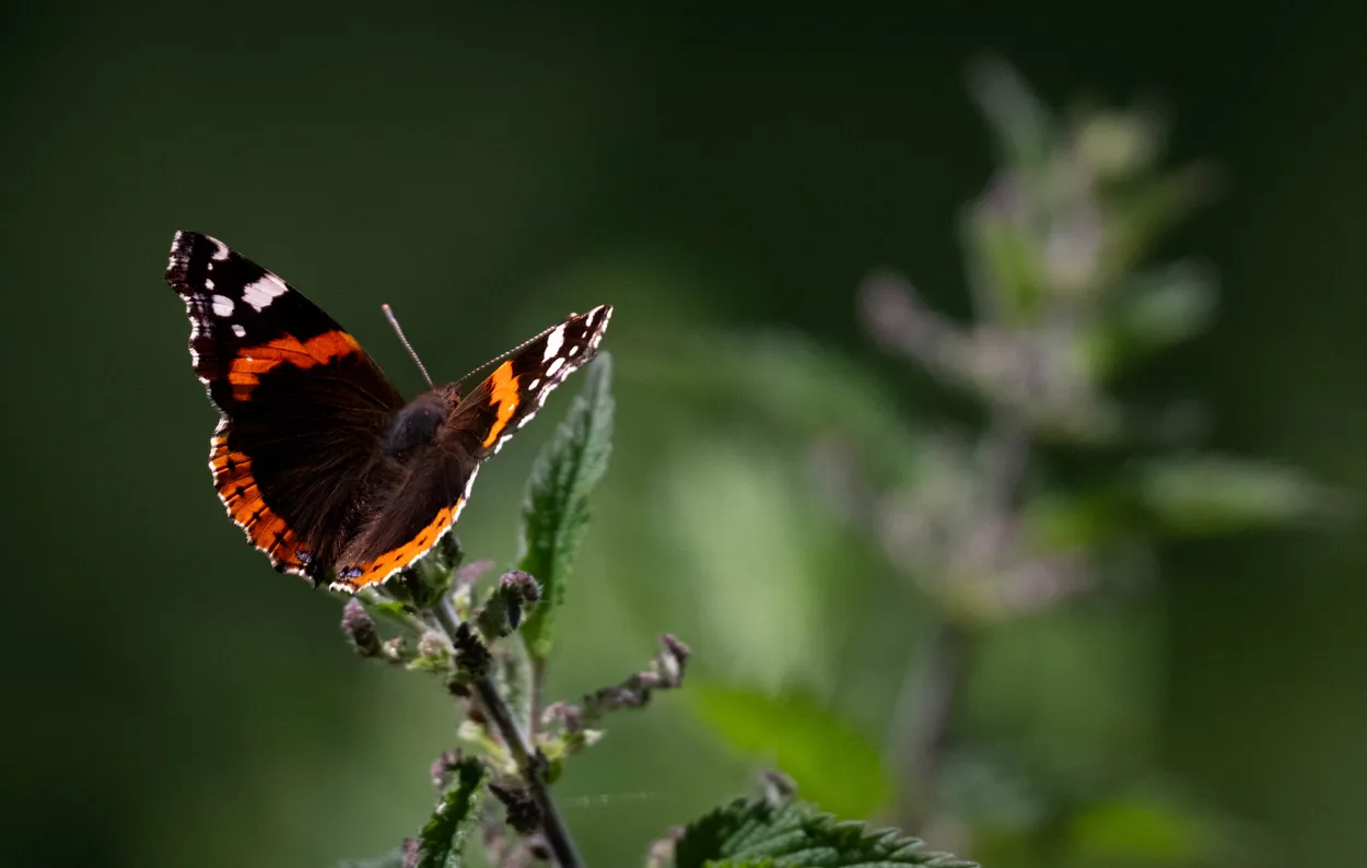 Soft Greens, Soft Wings
