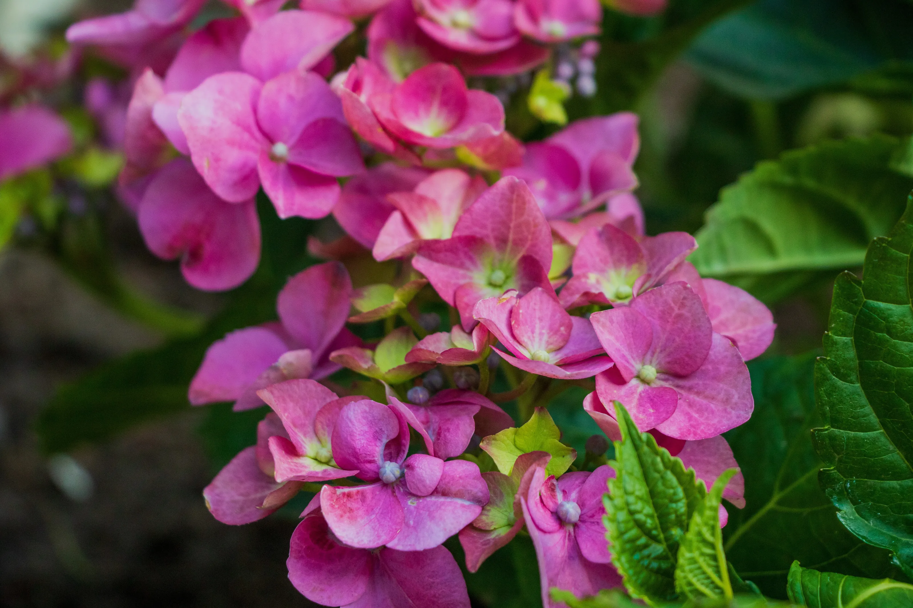 Blooming Peace