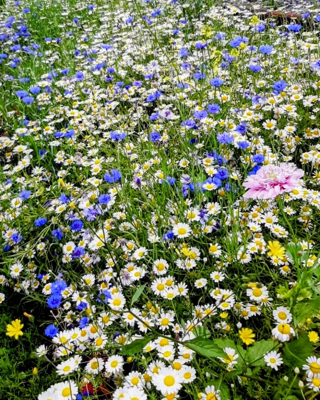 Carpet of Daisies