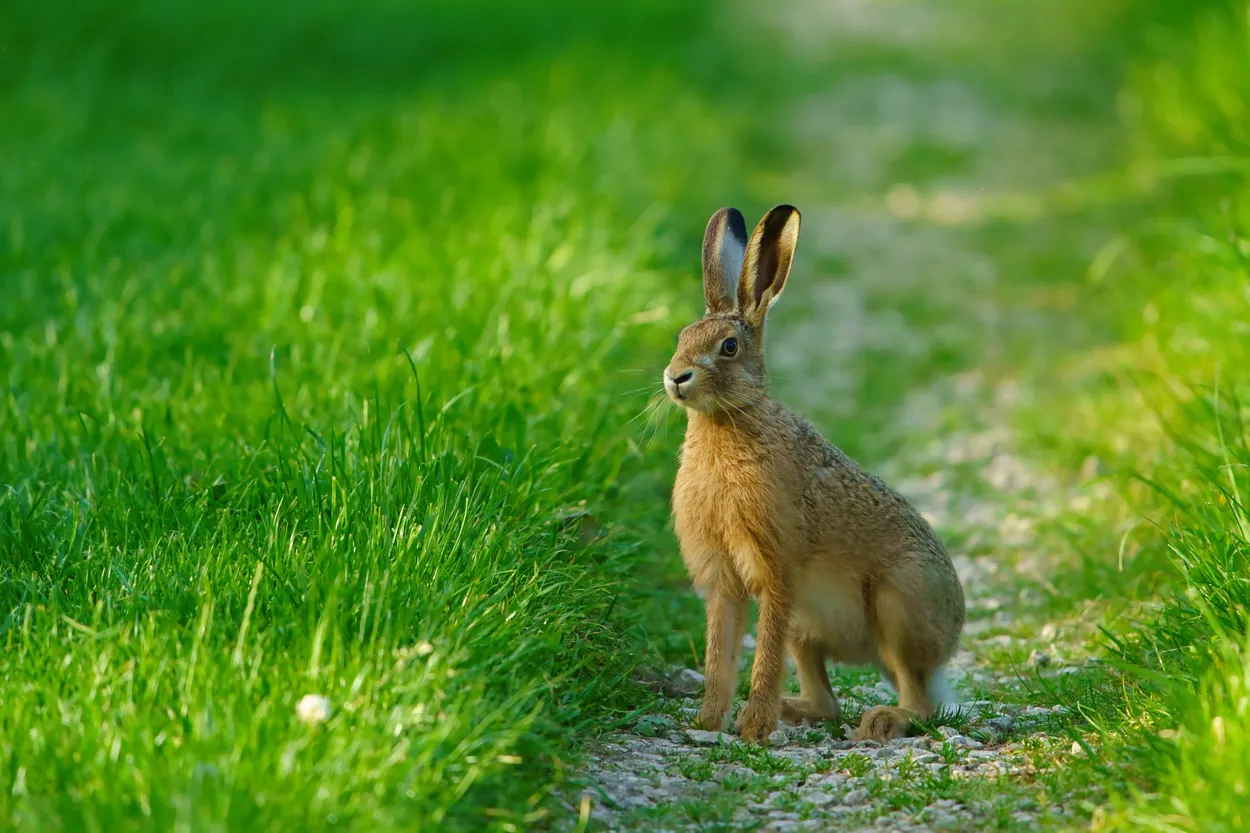 Mayday Hare