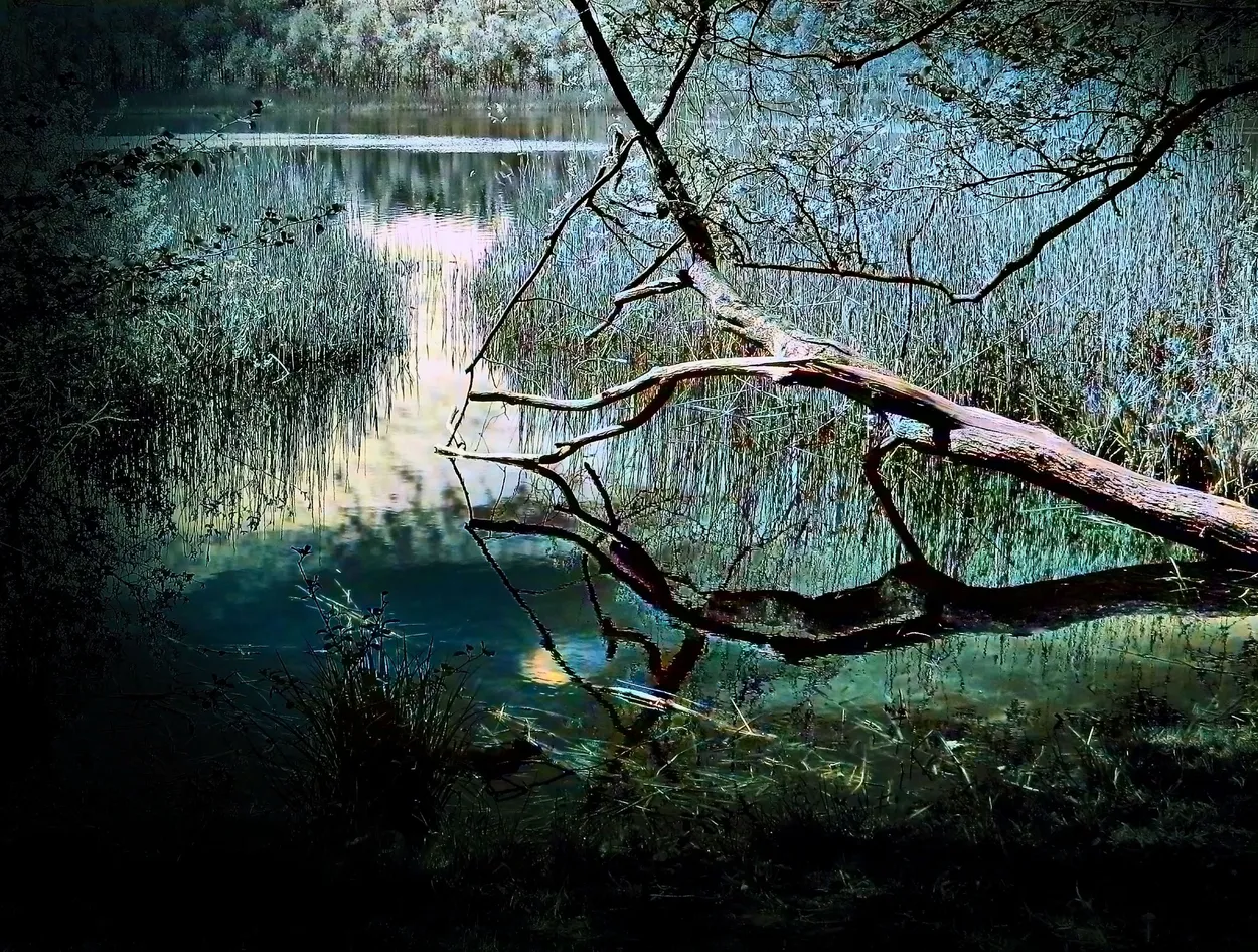 Driftwood on the lake