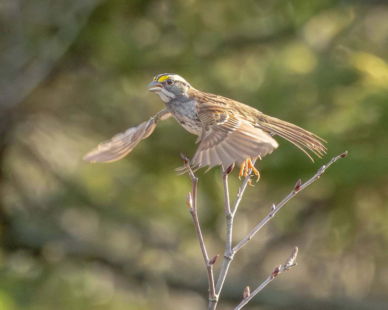White-throated Sparrow