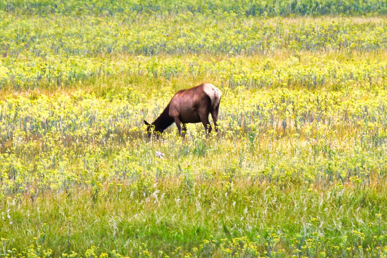 Elk in Yellow Field