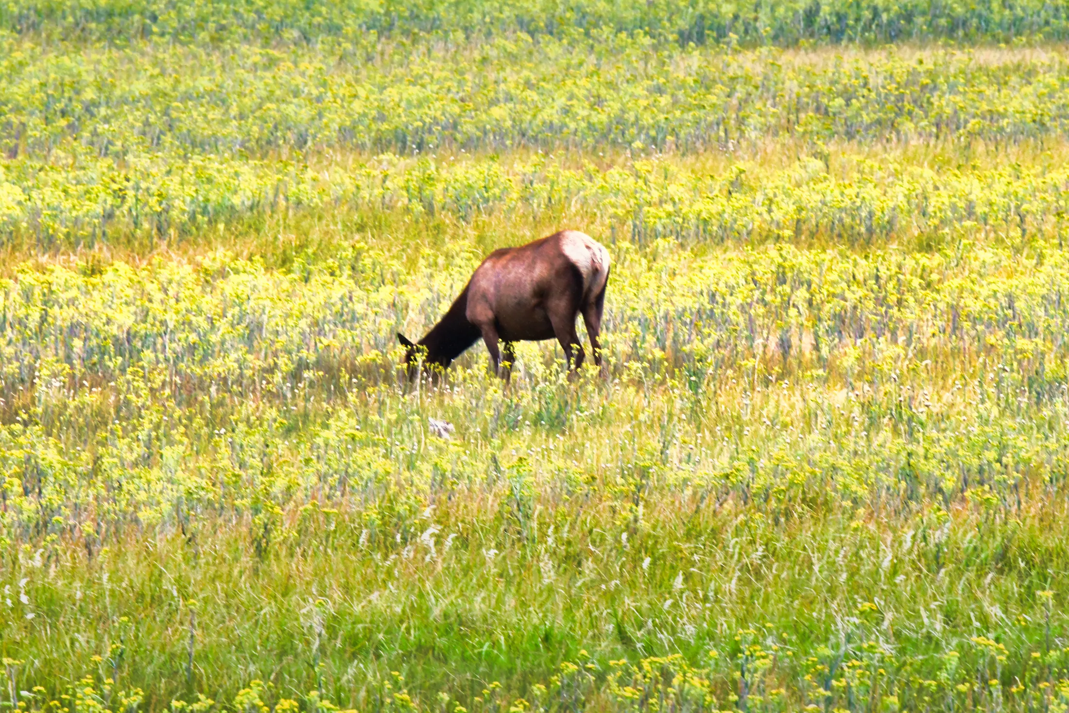 Elk in Yellow Field