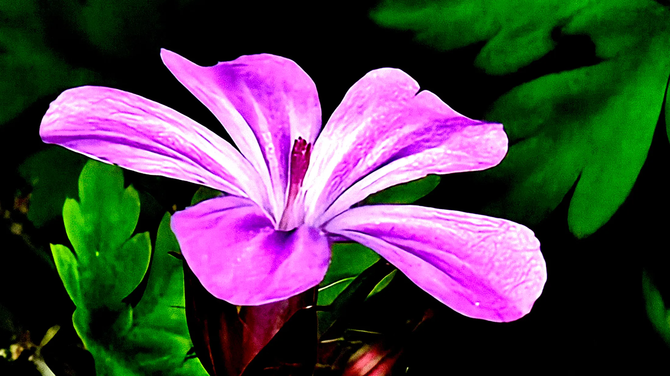 Geranium