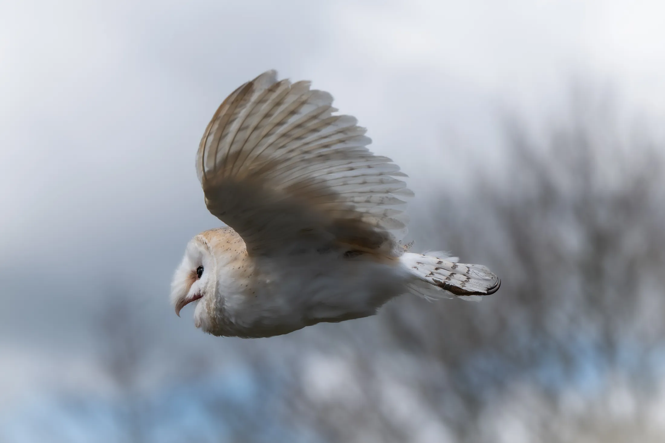 Barn owl, Gauntlet Birds Of Prey
