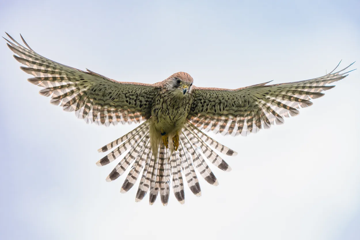 Kestrel