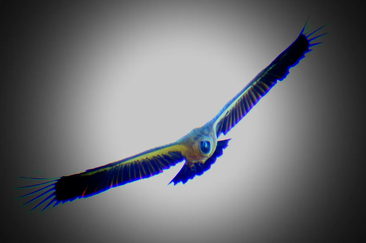 Birds in flying