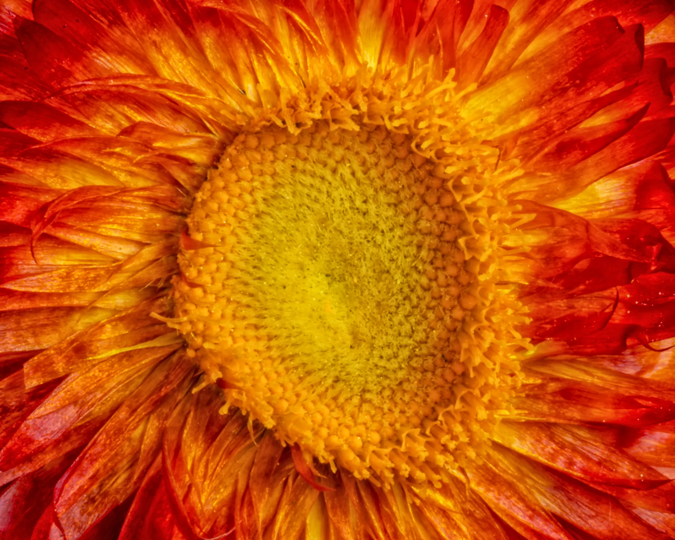 Strawflower Centre