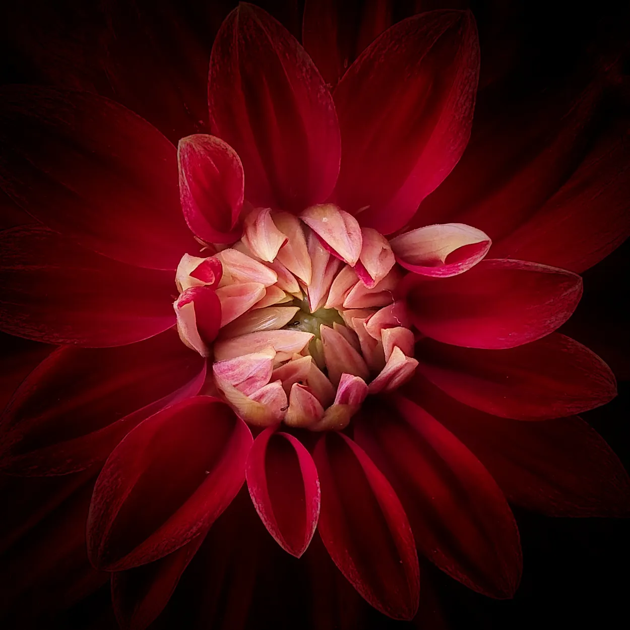 Red Dahlia