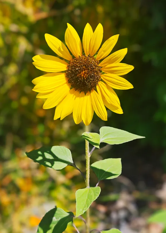 Common Sunflower