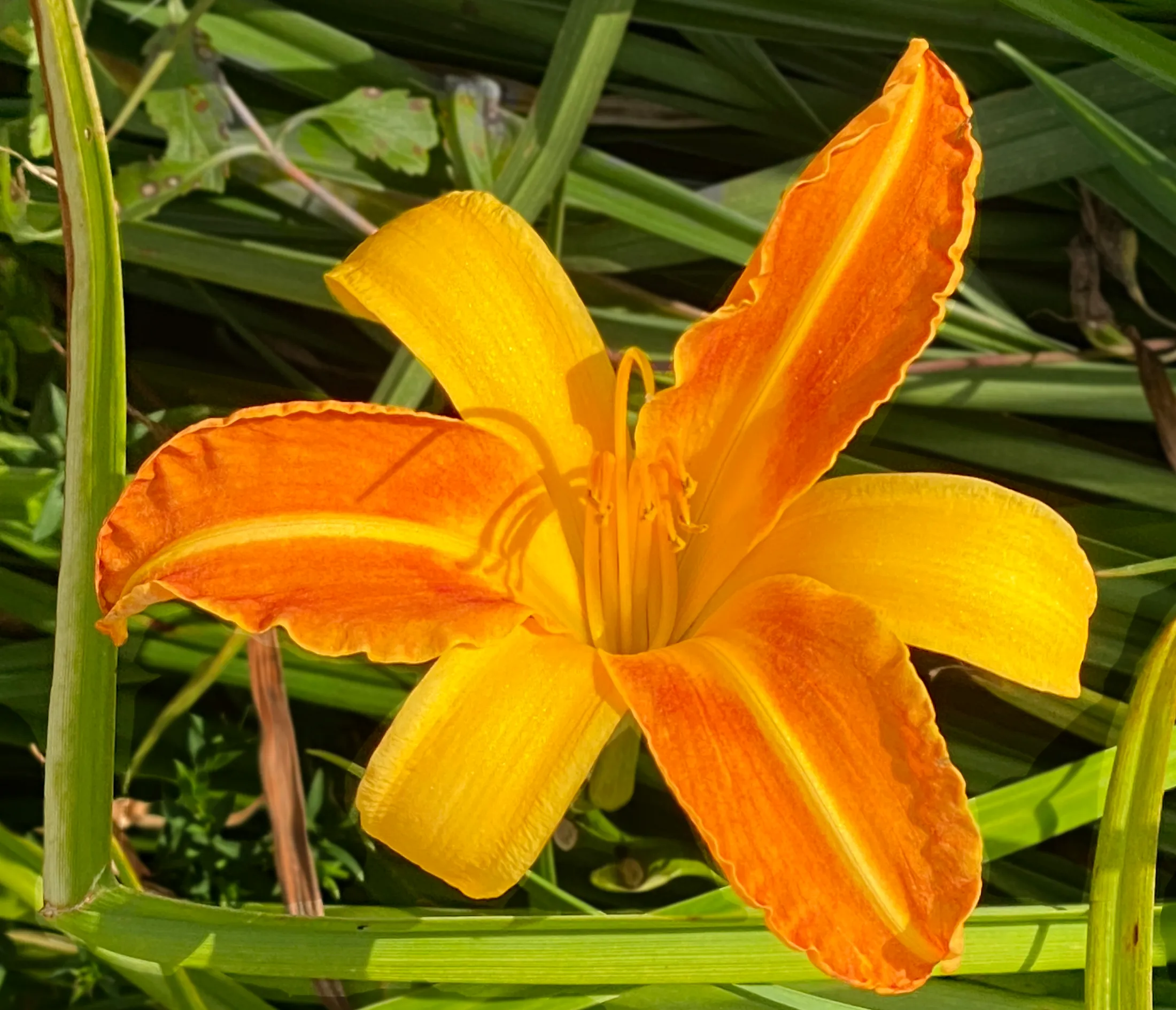 Orange Lily