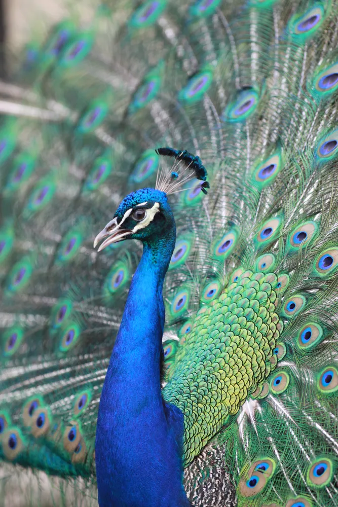 Strutting My Stuff