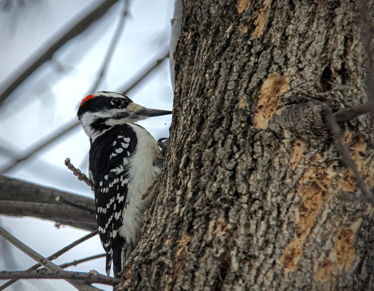 Buried In Bark
