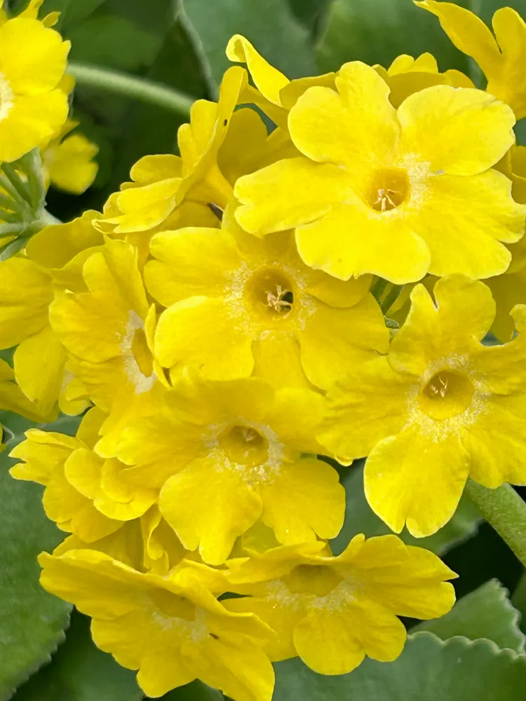 Yellow is a happy colour