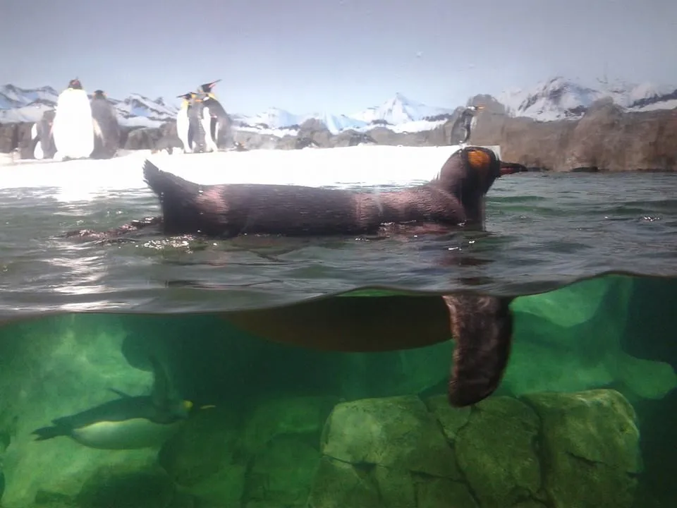 Penguins