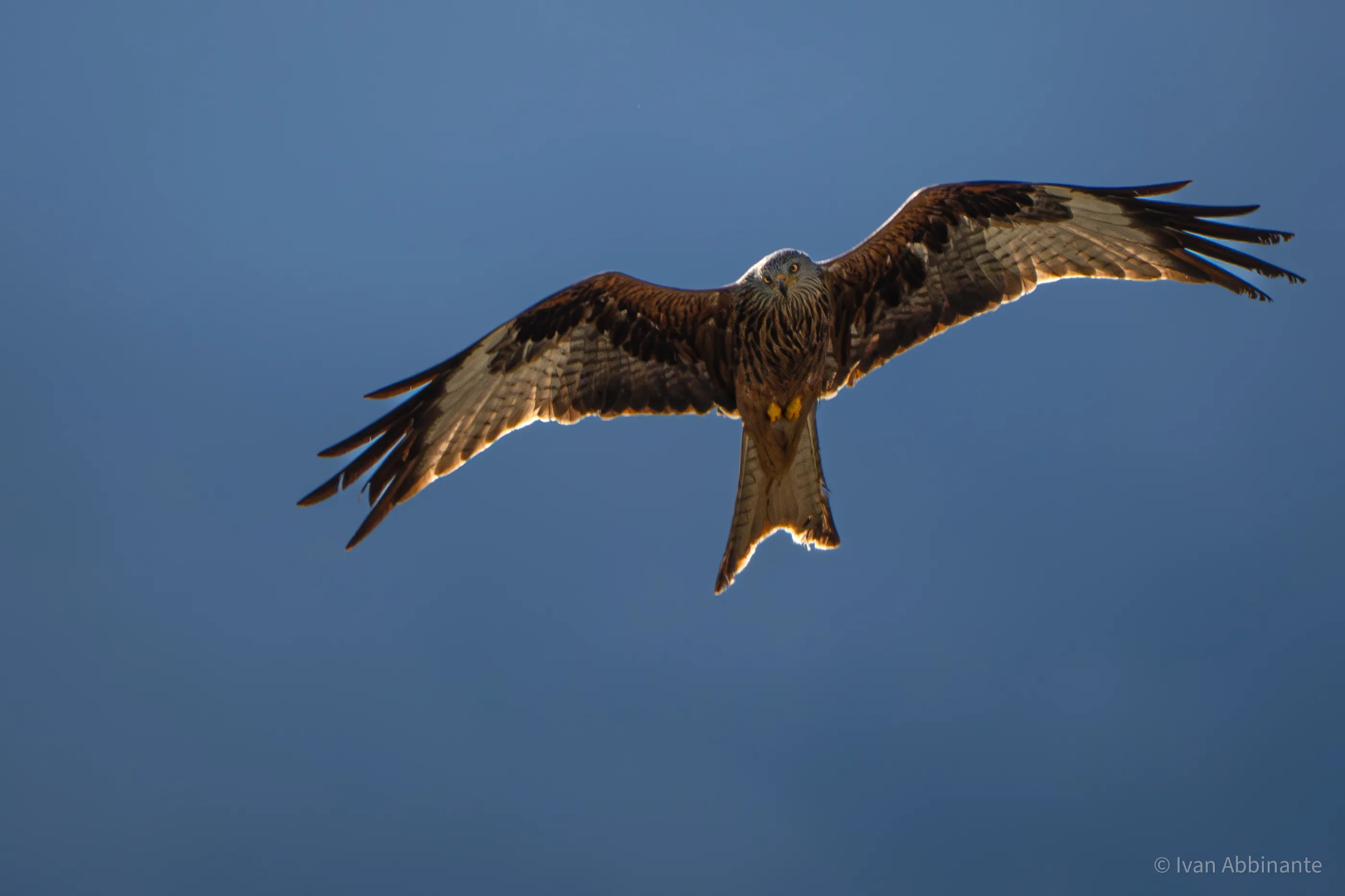 The red kite is watching me