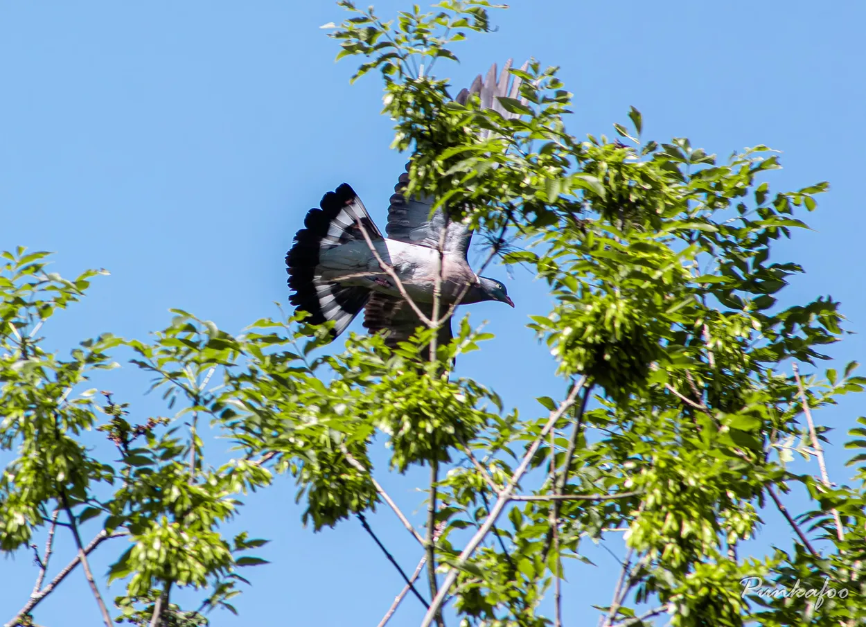 Wood pigeon