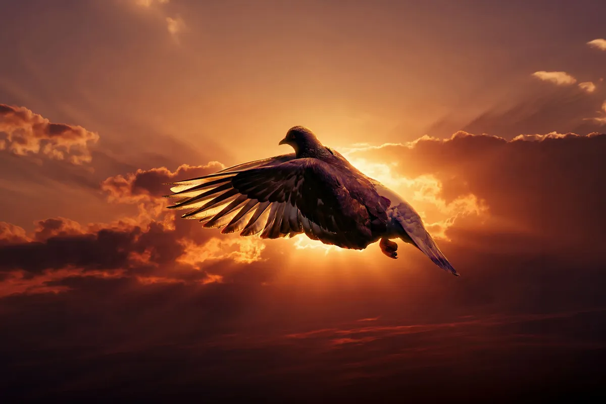 Flying