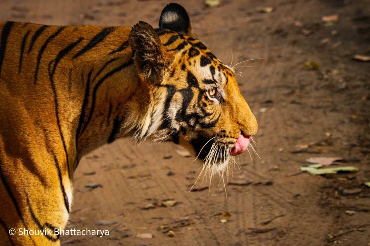 Lip Smacking!