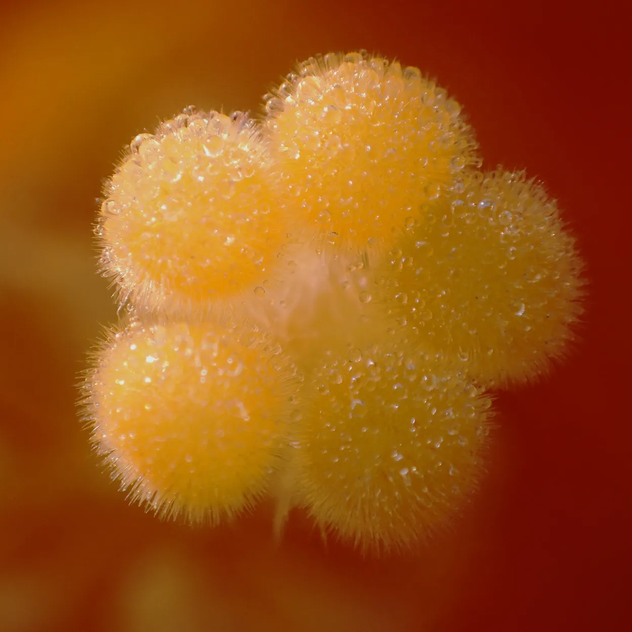 Dew Flower