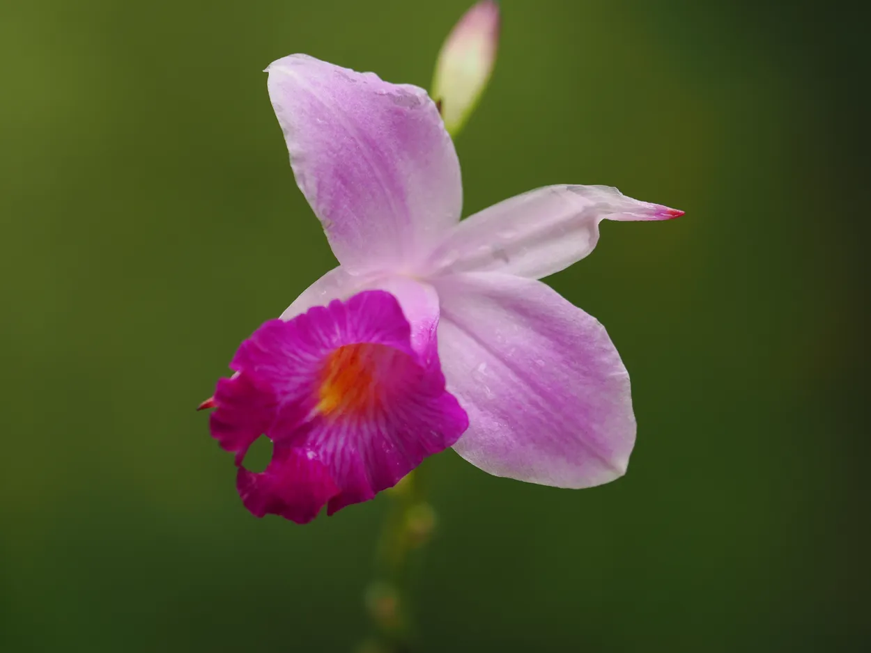 Orchids