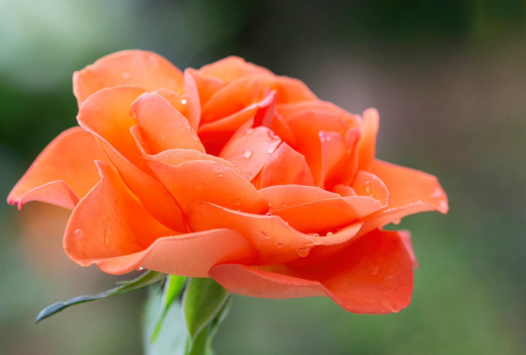 Rose!