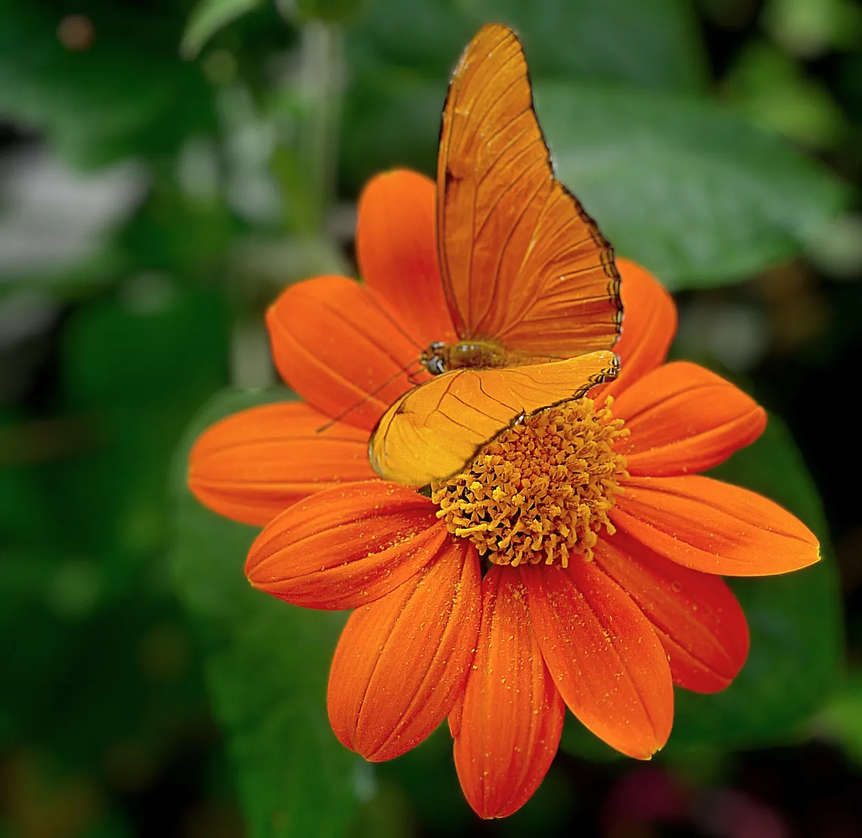 Orange Attracts!