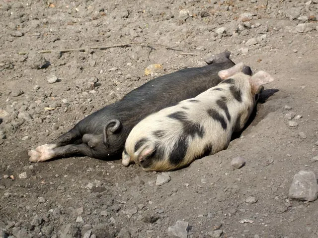 3503 Lazy days in the dirt