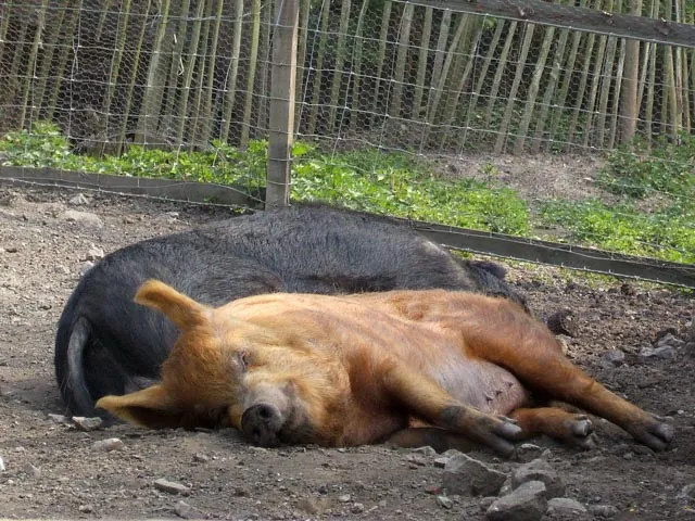 3504 Sleeping in the dirt