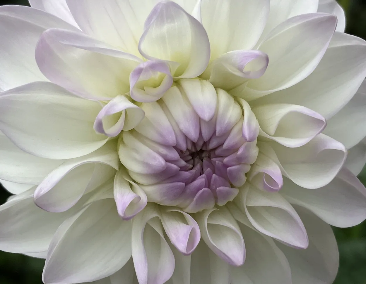 Dahlia "Evelyn"
